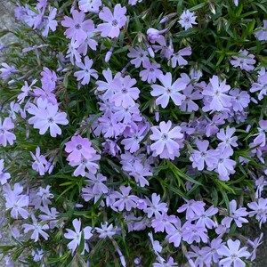 Meet your Posher, Pam